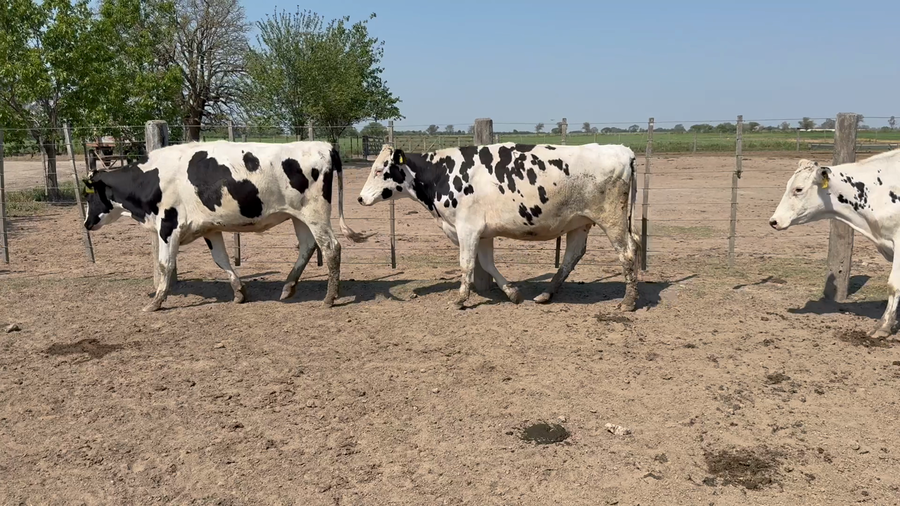 Lote 10 Vaquillonas Holando Preñadas en Col. Tacurales, Santa Fe