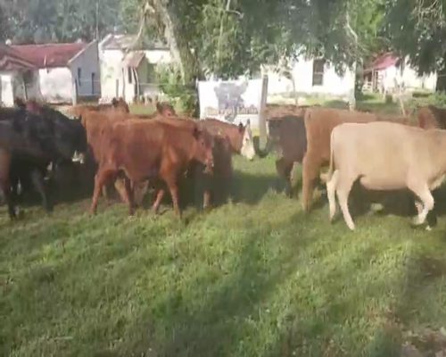 Lote 65 Novillitos en Entre Ríos, Entre Ríos