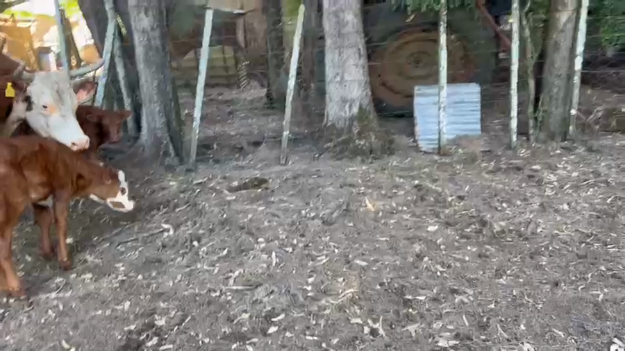 Lote 46 Piezas de cría