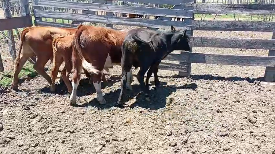 Lote 4 Terneros a remate en Ultima pantalla del año - Escritorio Camy, San José