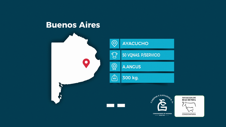 Lote 50 Vaquillonas P/ Servicio  en Buenos Aires, Ayacucho