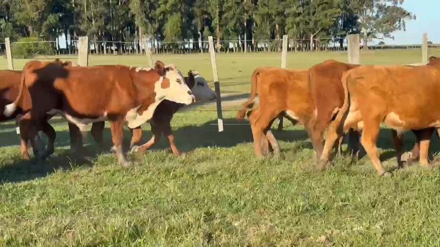 Lote 100 Terneros en Corrientes, Paso de Los Libres