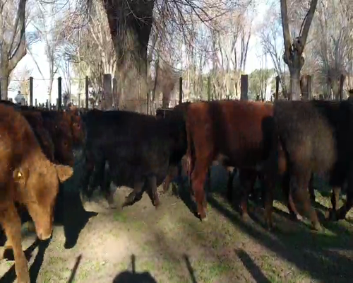 Lote 47 Terneros en Gral. Lamadrid, Buenos Aires