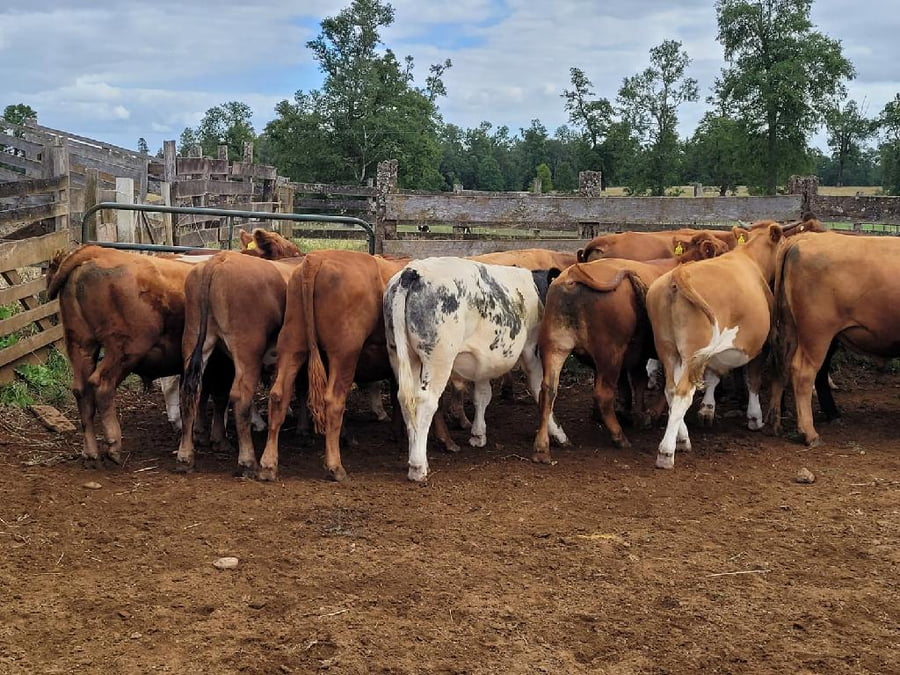 Lote 24 Novillo Engorda en Purranque, X Región Los Lagos