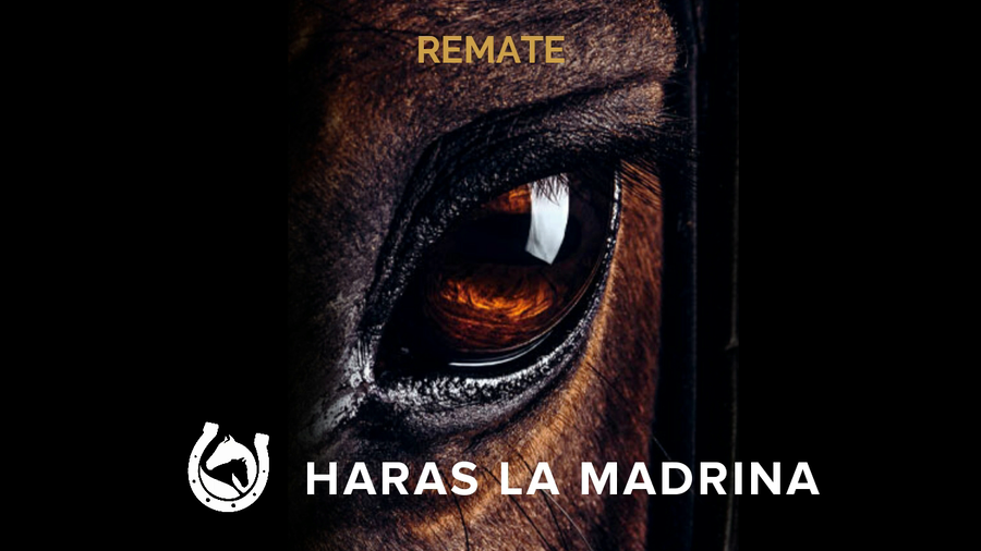 Lote KHALESI CAT (HURRICANE CAT - KHALESI QUEEN)