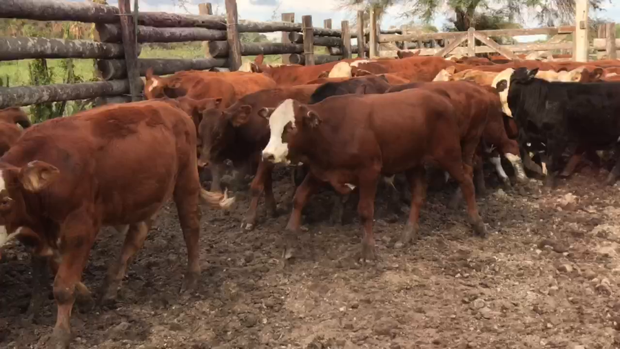 Lote 200 Terneros en Riacho He-He, Formosa
