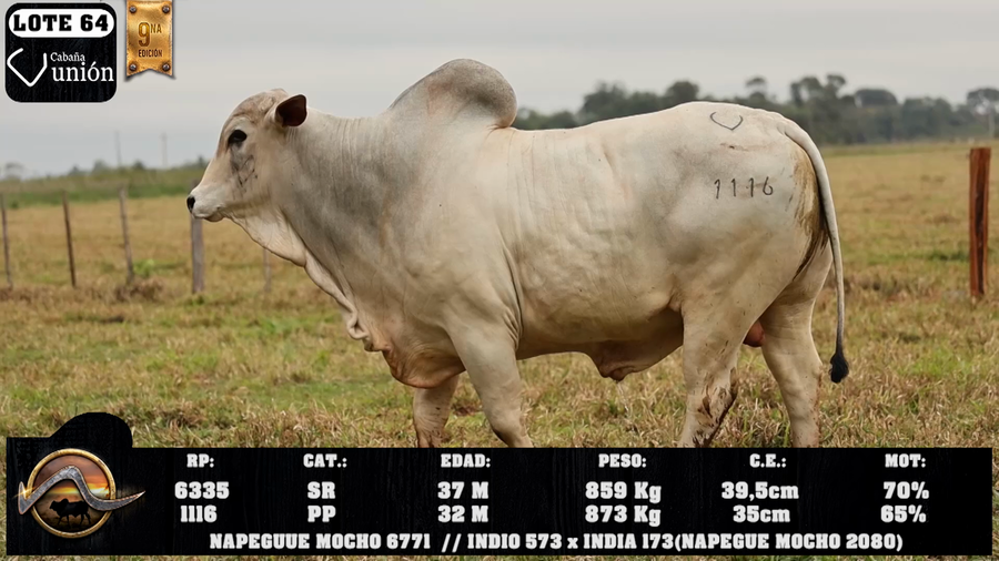 Lote LOTE 64