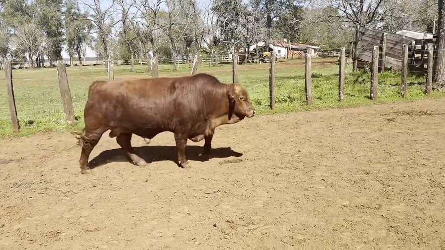 Lote Toros Brangus de "San Simon"