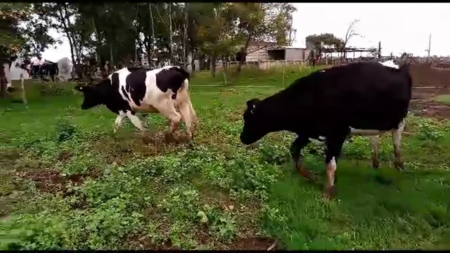 Lote 4 VAQUILLONAS PREÑADAS HOLANDO ARGENTINO EN SUARDI, SANTA FE