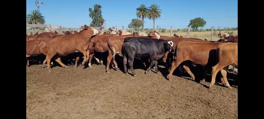 Lote 55 Novillitos y vaquillonas en Villaguay, Entre Ríos