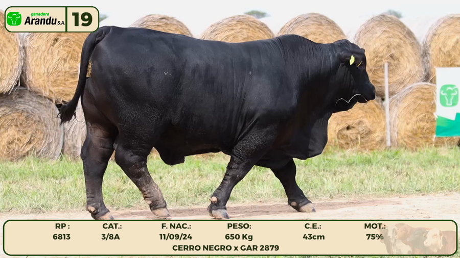 Lote LOTE 19