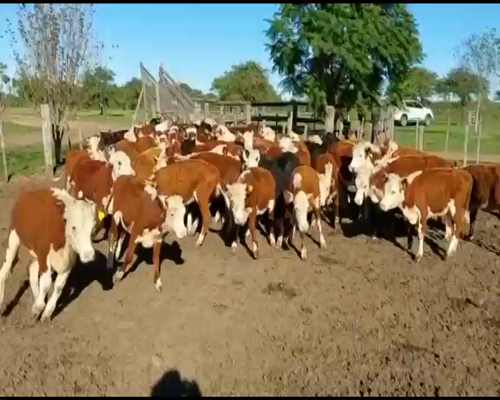 Lote 75 Terneros/as en Curuzú-Cuatiá, Corrientes