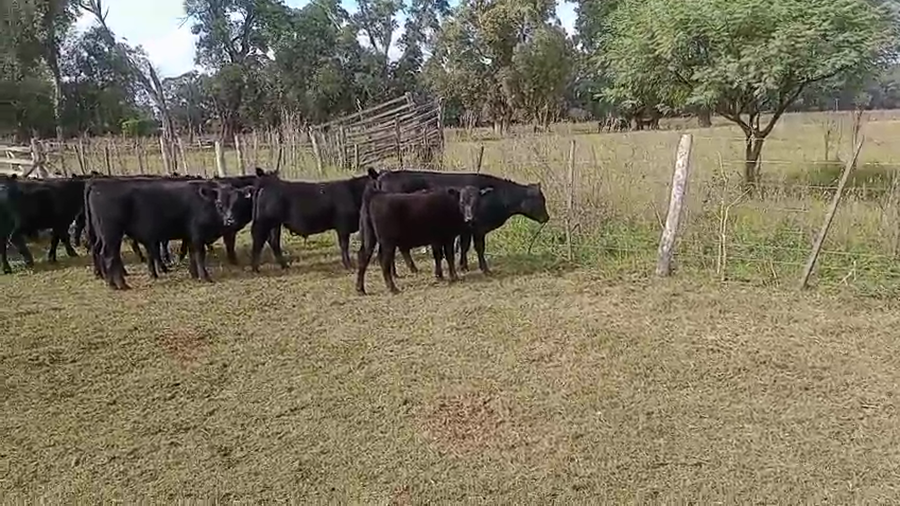 Lote 55 Macho Entero Joven