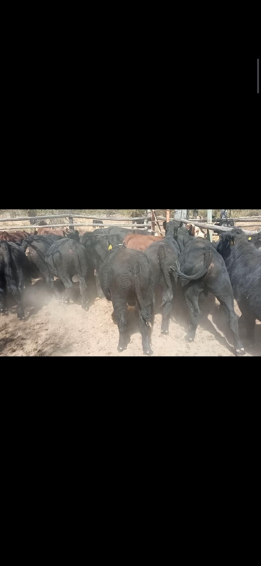 Lote 35 Ternero en Melipilla, Región Metropolitana