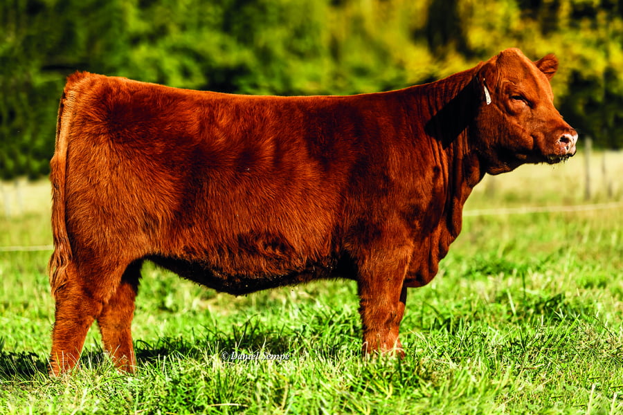 Lote TERNERAS PURAS DE PEDIGREE