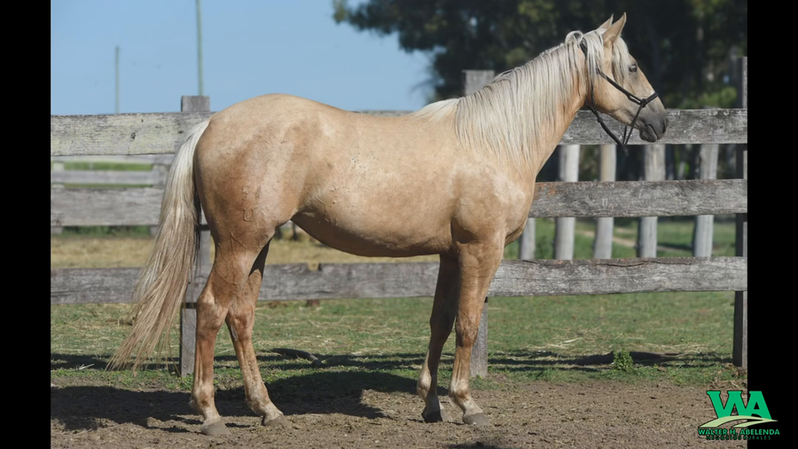 Lote DTV YELLOW SPARK CHEX