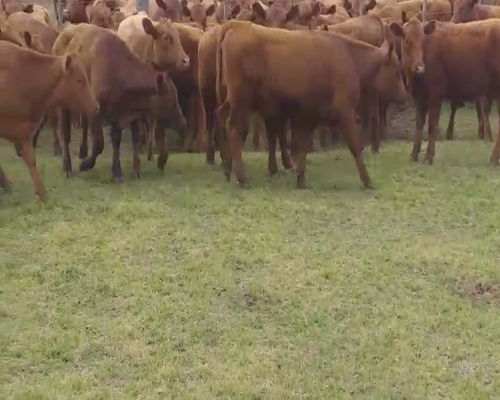 Lote 29 Terneros en Daireaux, Buenos Aires