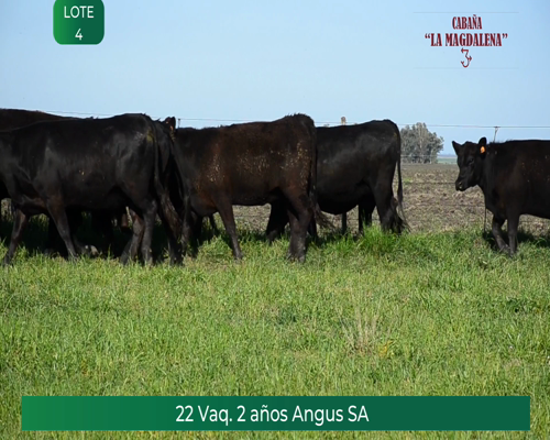 Lote 22 VAQUILLONAS SA