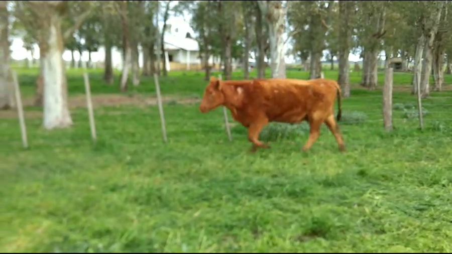 Lote 13 Vacas nuevas C/ cria en Cañuelas, Buenos Aires