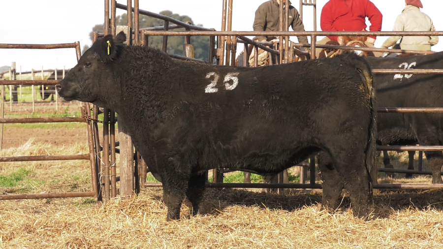Lote TOROS ANGUS NEGROS  PC