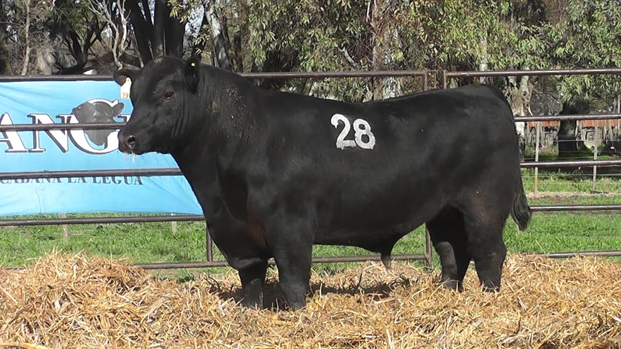 Lote ANGUS PURO CONTROLADO