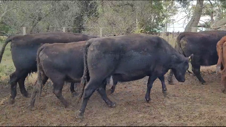 Lote 14 Vacas usadas preñadas en Coronel Pringles, Buenos Aires
