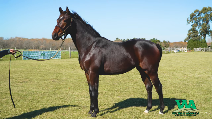 Lote STRIPES D'ORO