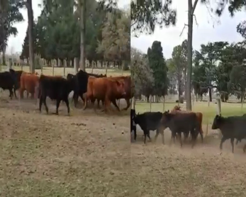 Lote 10 Terneros en Cañuelas, Buenos Aires