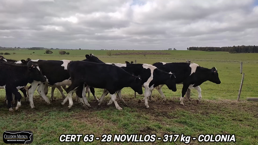 Lote 28 Novillos 1 a 2 años en Colonia Cosmopolita, Colonia