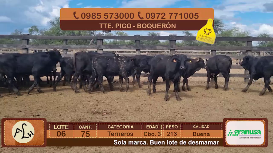 Lote Terneros Cbo 3