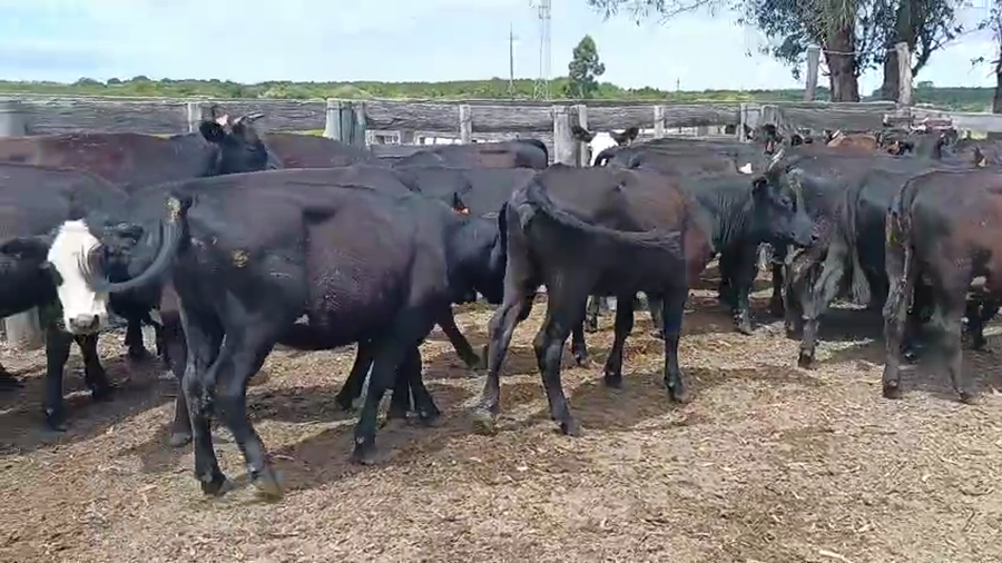 Lote 30 Vaquillonas  a remate en Pantalla Camy, San José