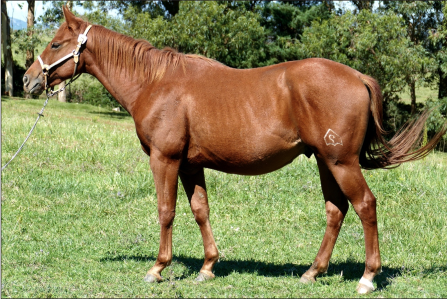 Lote VDA TROMBON POCO PEPPY