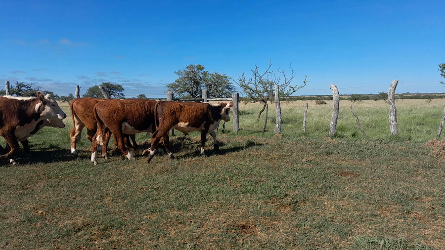 Lote 70 Novillitos y vaquillonas en Corrientes, Curuzú-Cuatiá