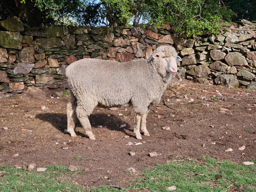 Lote (Vendido)Carneros a remate en Subasta Online - Nambi Guasu, Lavalleja