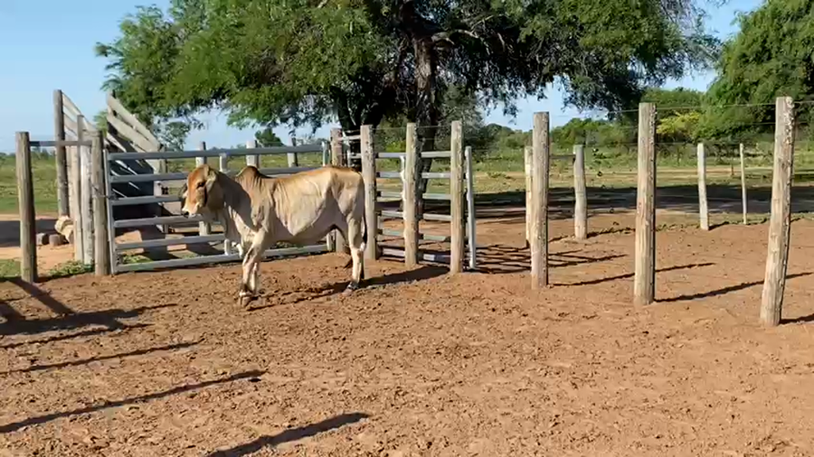 Lote VAQUILLA PREÑADAS