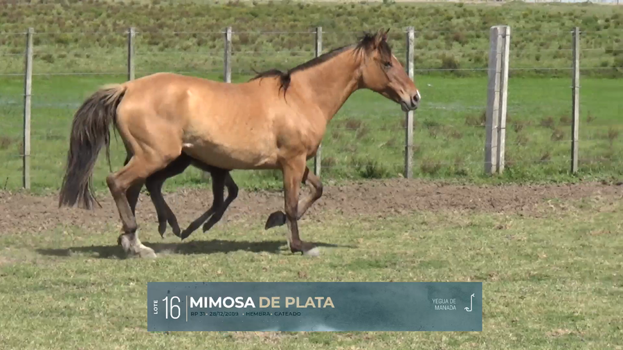 Lote Yeguarizos a remate en Criollos, Montevideo