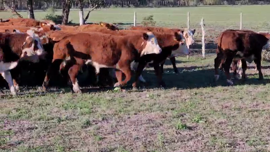 Lote 185 Terneros en Villaguay, Entre Ríos