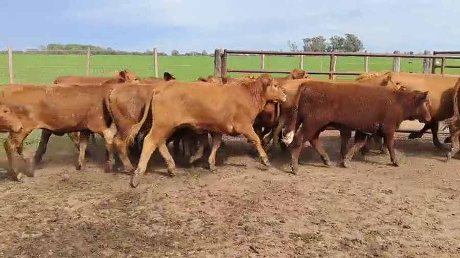 Lote 110 Terneras en Córdoba, Villa María