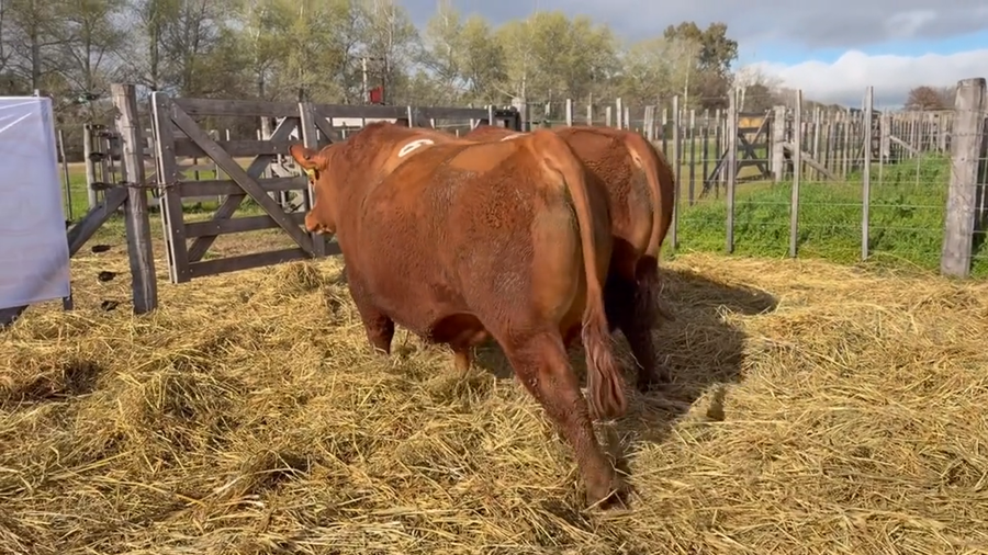 Lote 2 Toros PC