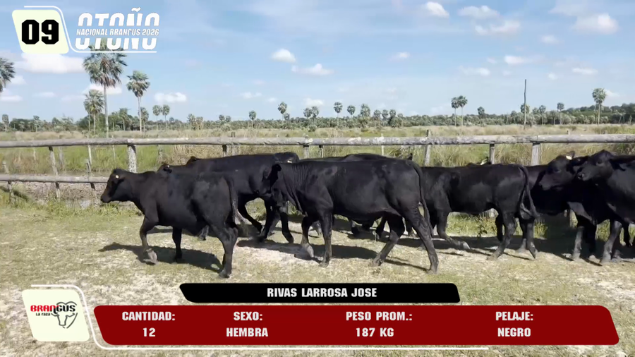 Lote LOTE 9