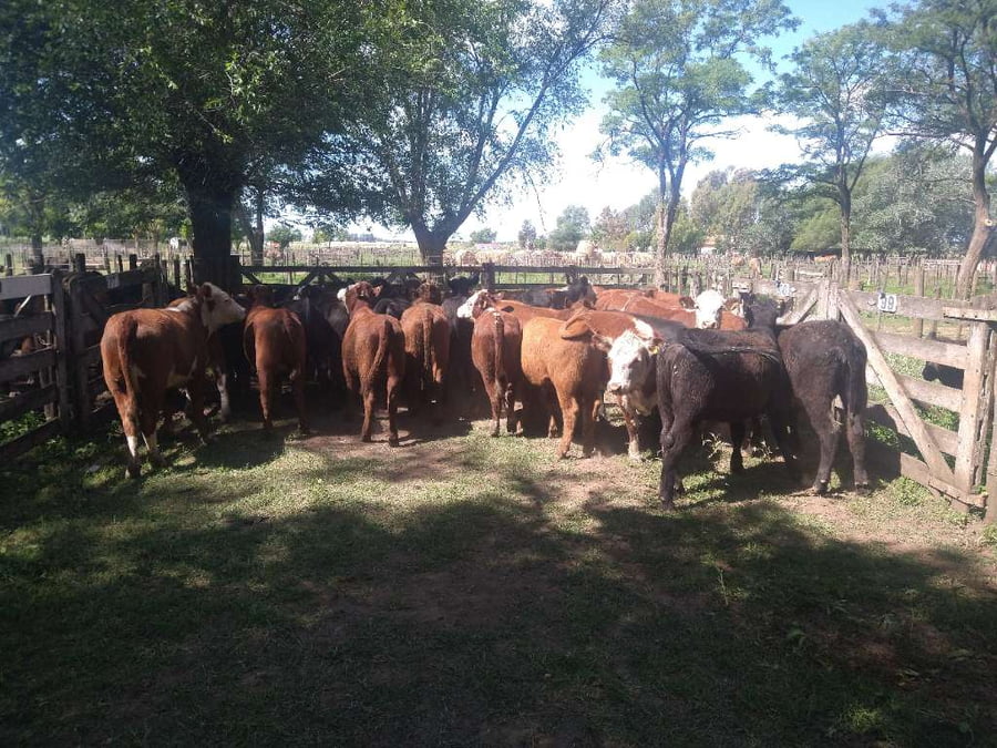 Lote 35 Vaquillonas en Gral. Lamadrid, Buenos Aires