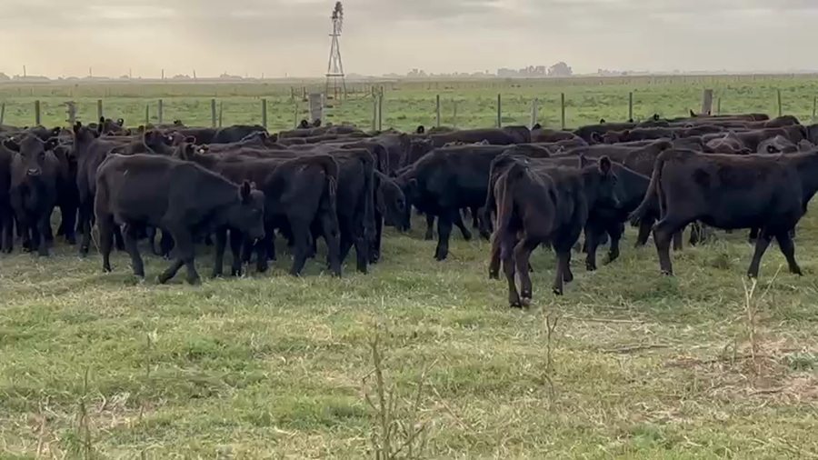 Lote 70 Terneras en Dolores, Buenos Aires