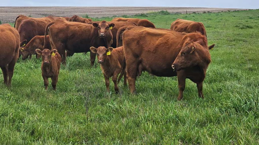 Lote 7 Vacas PC C/ cria  en Concepción del Uruguay, Entre Ríos