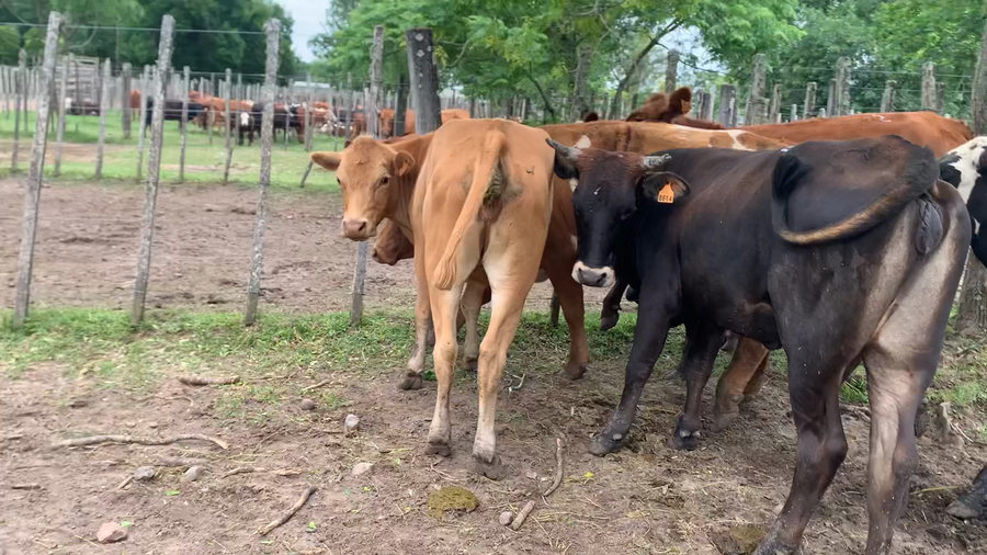 Lote 6 Vaquillonas más de 2 años