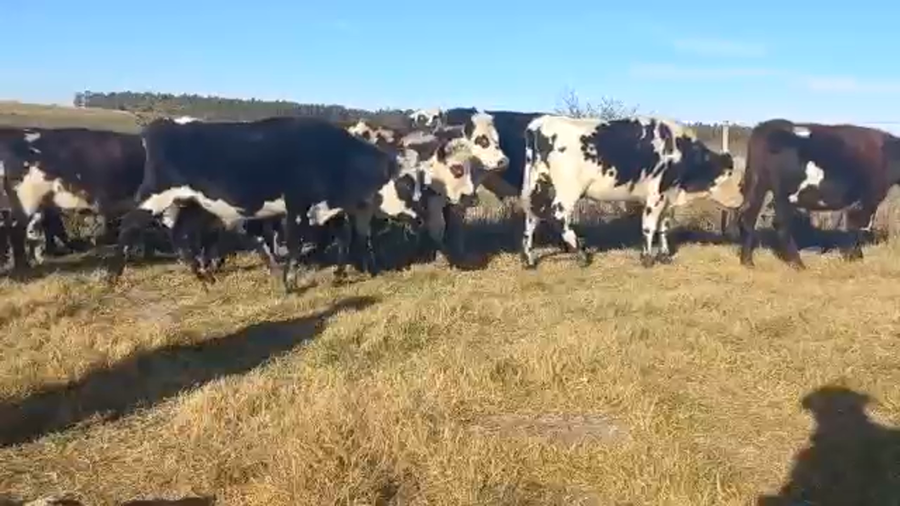 Lote Novillos