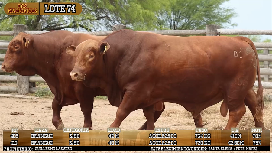 Lote LOTE 74 - VIVO