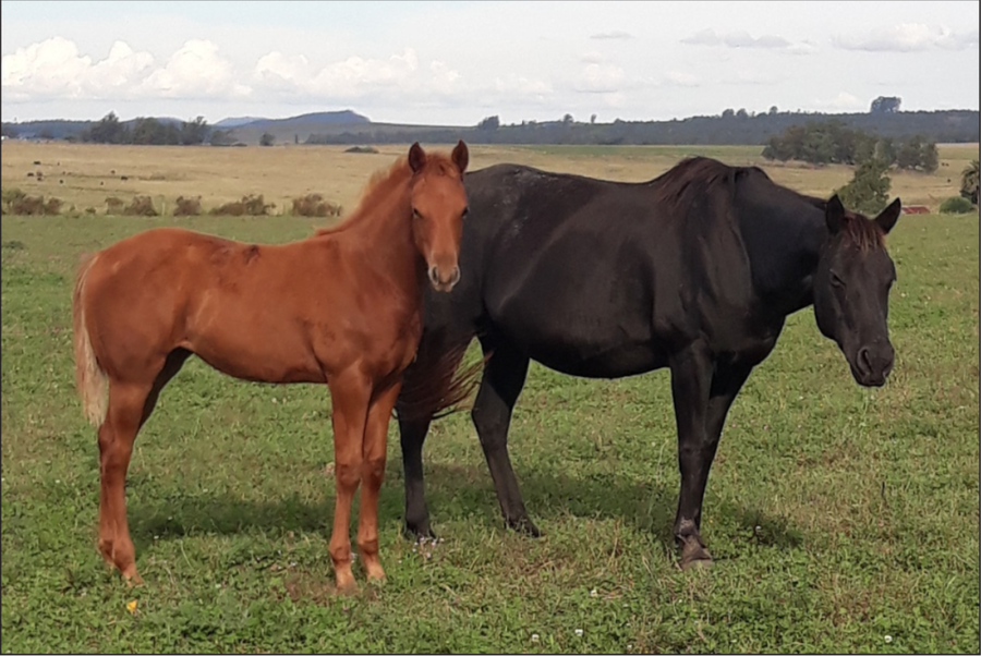 Lote SANTA ELENA MISS EBONITA