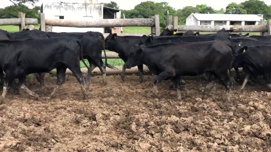 Lote 55 Vaquillonas C/ gtia de preñez en Herradura, Formosa