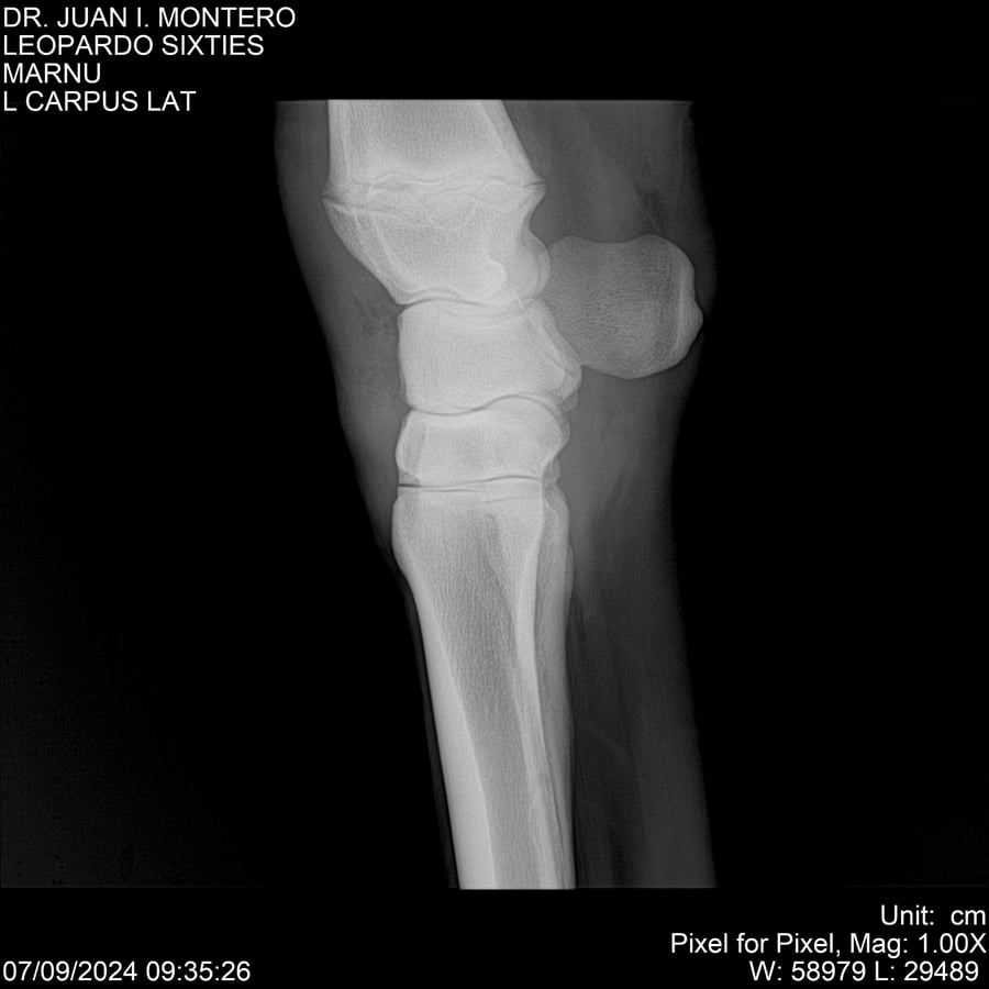 Lote LEOPARDO SIXTIES