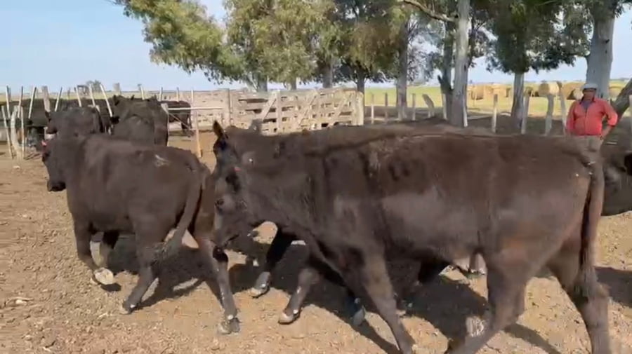 Lote Estancia la Amalita